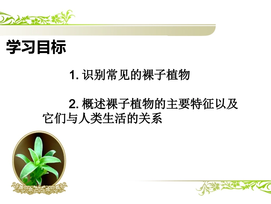 3.5-裸子植物_第3页