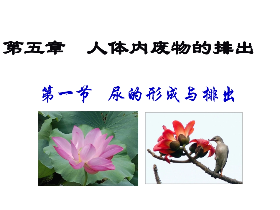 尿液的形成和排出曾永宣MicrosoftPowerPoint演示文稿_第1页