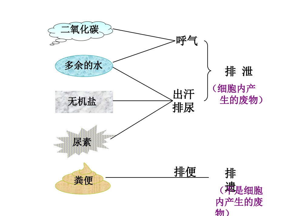 尿液的形成和排出曾永宣MicrosoftPowerPoint演示文稿_第2页