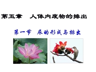 尿液的形成和排出曾永宣MicrosoftPowerPoint演示文稿