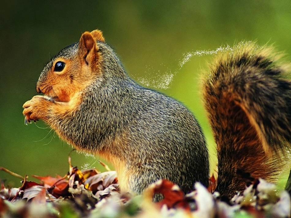 15松鼠教学课件_第3页