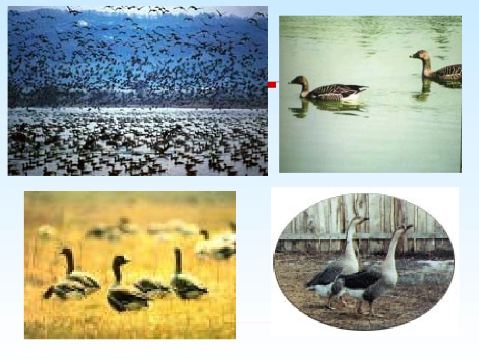 新目标人教版八年级下语文优质课件《大雁归来》(珍藏版)_第2页