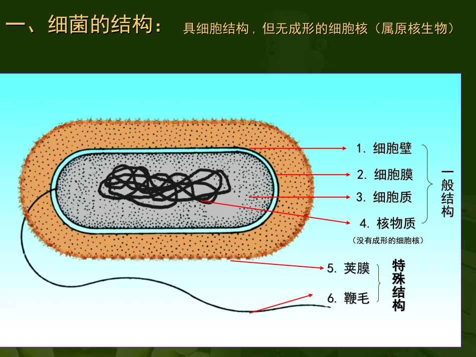 第1节-微生物在生物圈中的作用ppt_第3页
