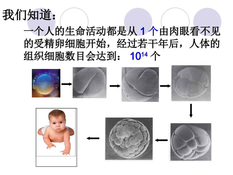 第一节细胞通过分裂产生新细胞_第3页