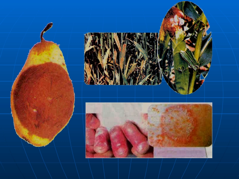 人类对细菌和真菌的利用2_第1页