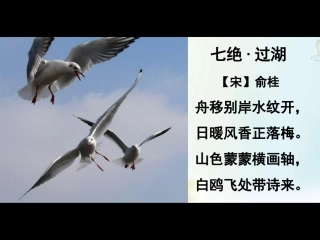 《老人与海鸥》ppt(完美版)
