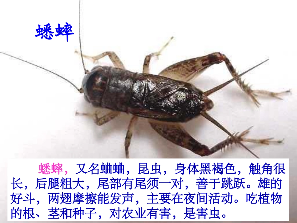 7蟋蟀的住宅_第1页
