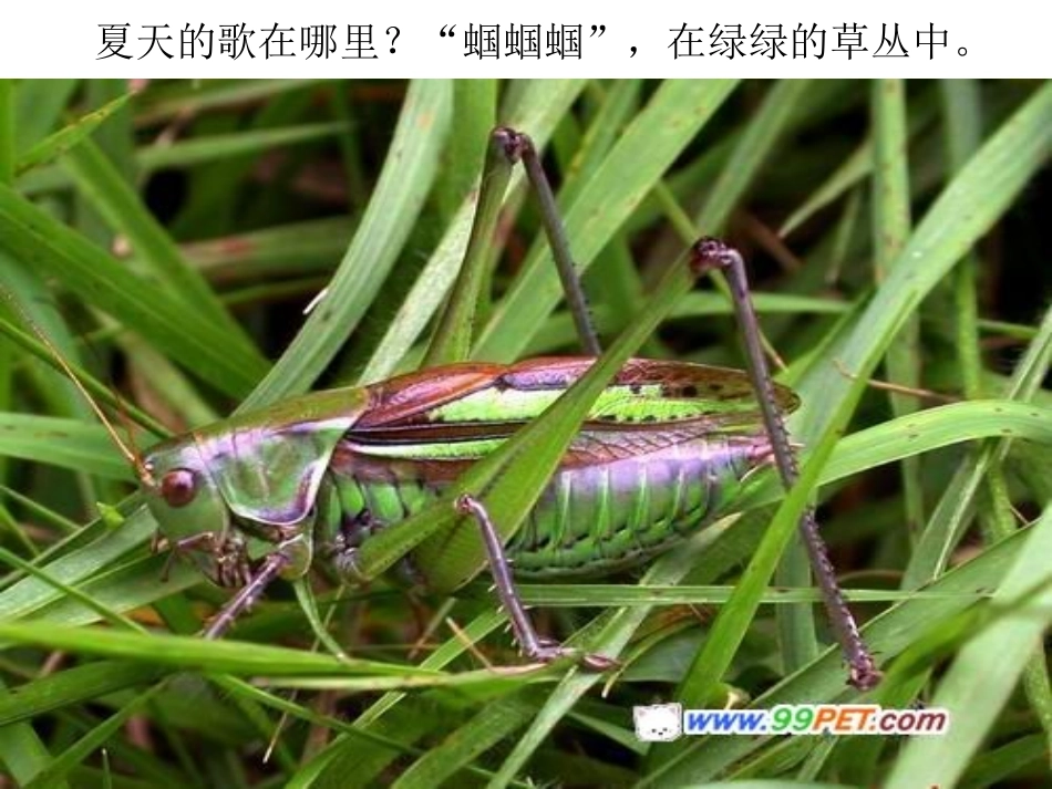 诗歌：夏天的歌_第3页