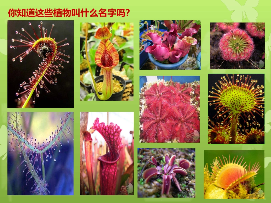 人美版小学三年级美术下册《吃虫草》教学课件_第1页