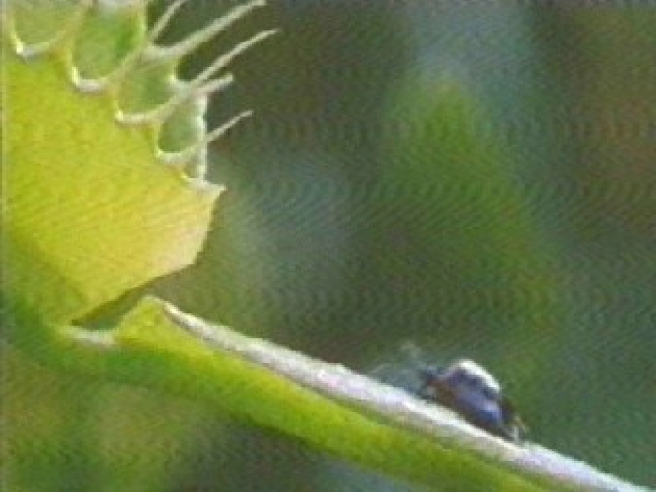 人美版小学三年级美术下册《吃虫草》教学课件_第2页