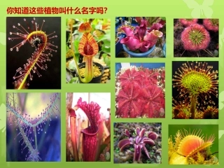 人美版小学三年级美术下册《吃虫草》教学课件