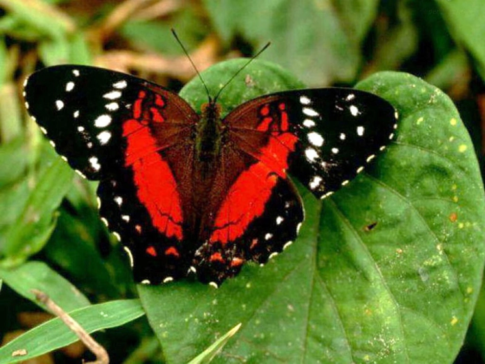 轴对称图形._第2页