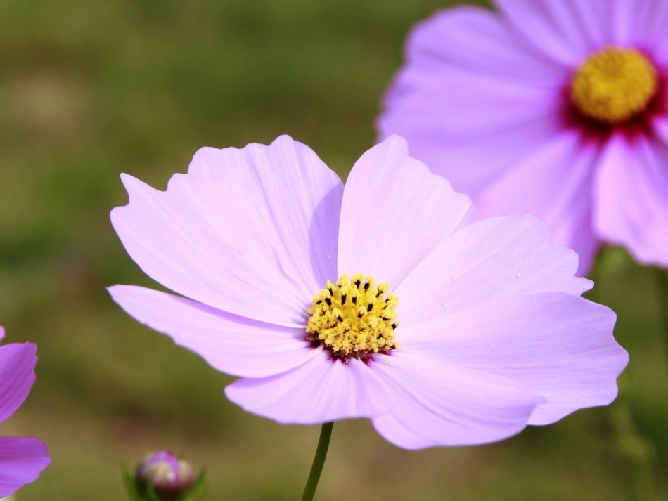 第17课国际工人运动和马克思主义的诞生_第1页