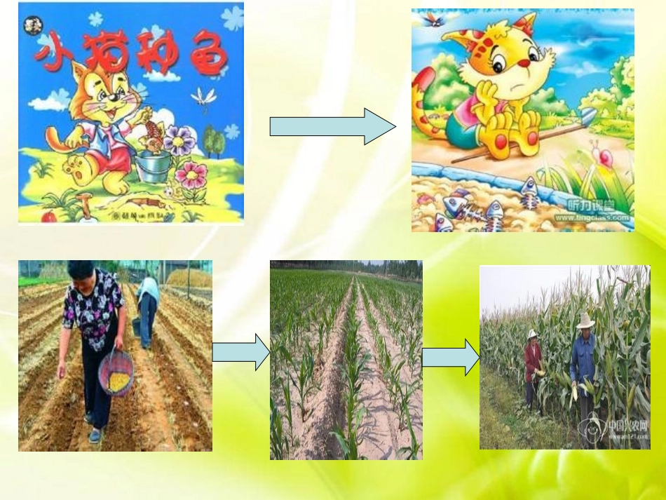 种子发芽实验二_第2页