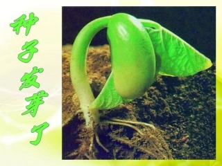 种子发芽实验二