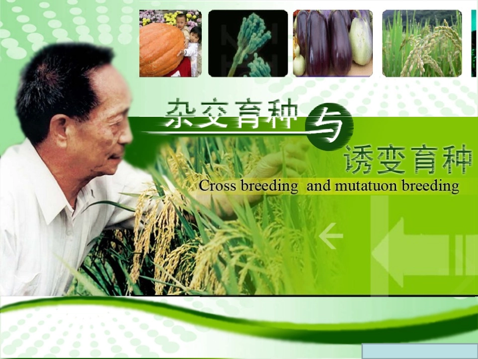 杂交育种与诱变育种._第1页