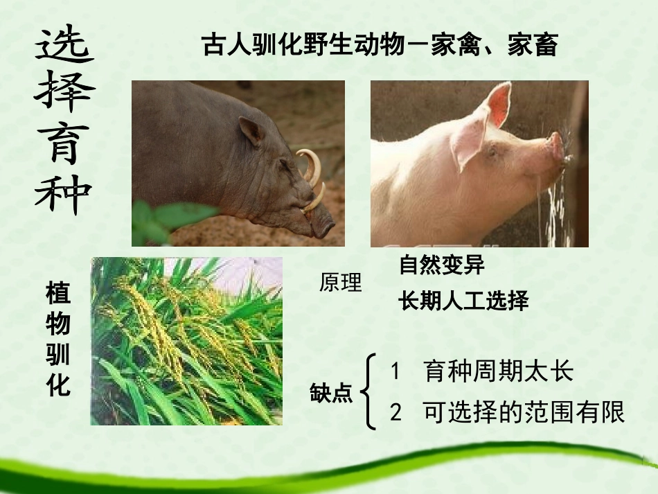 杂交育种与诱变育种._第2页