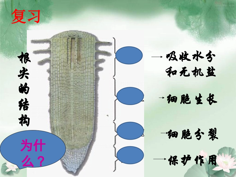 《绿色植物与生物圈的水循环》_第2页