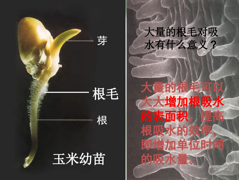 《绿色植物与生物圈的水循环》_第3页