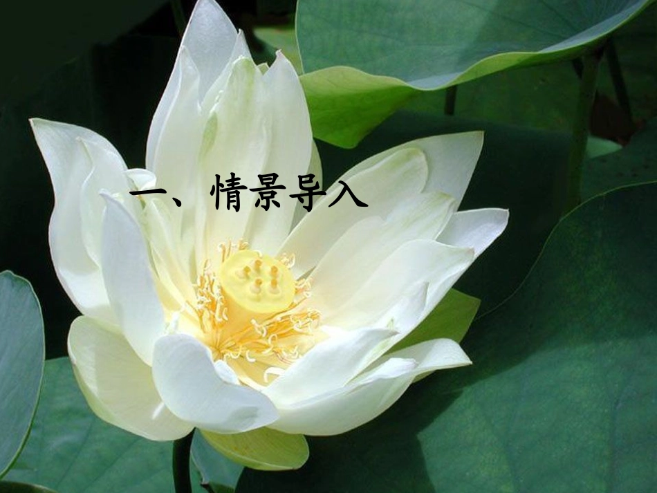 《爱莲说》----课件_第2页