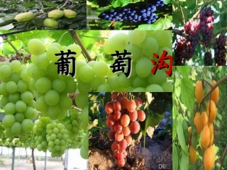 葡萄沟课件ppt