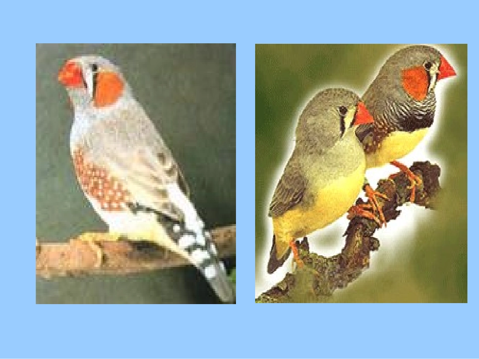 《珍珠鸟》的课件_第2页