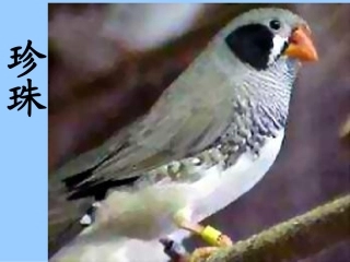 《珍珠鸟》的课件