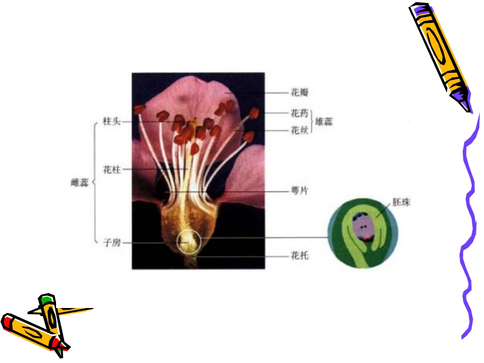四年级科学花、果实和种子_第2页