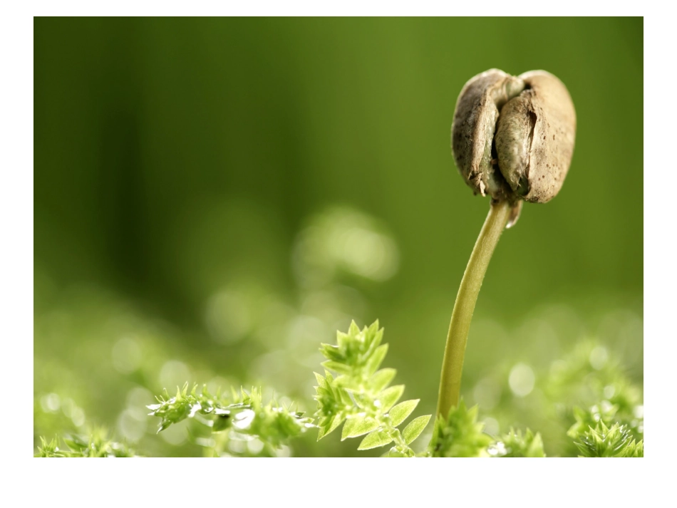 景情境作文4春天_第2页