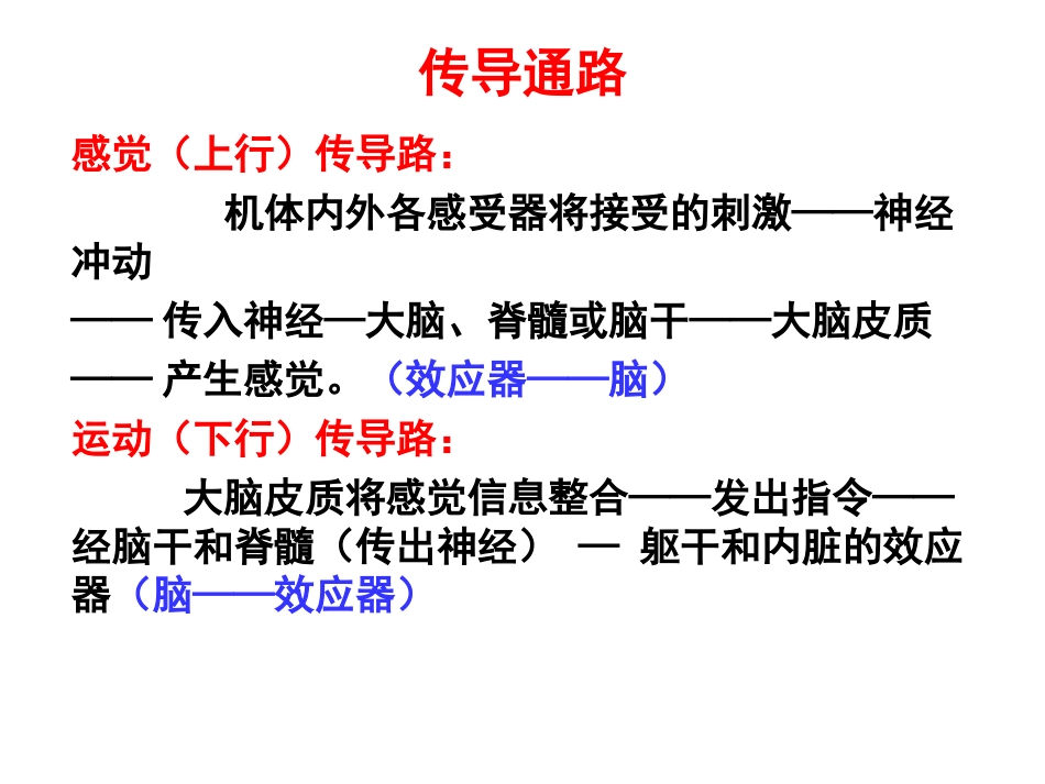 27.传导路_第1页