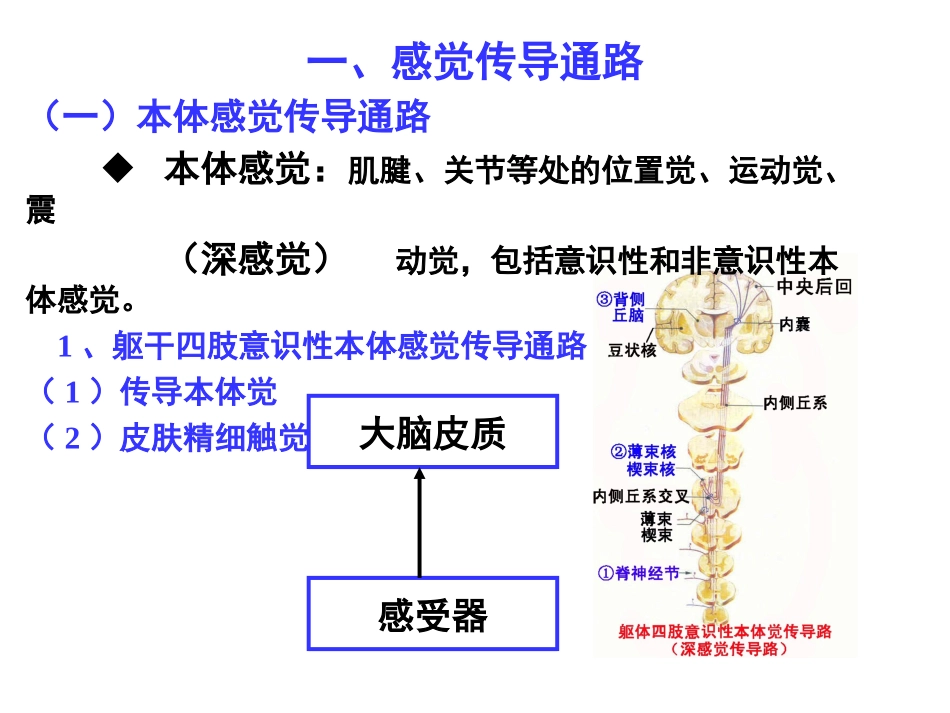 27.传导路_第2页