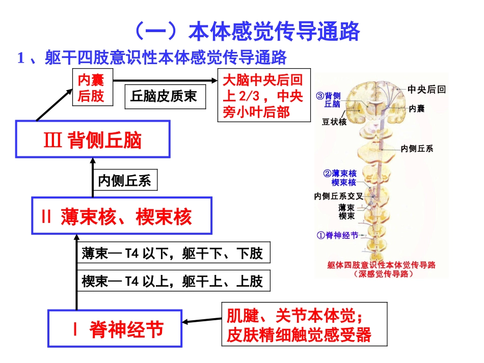 27.传导路_第3页