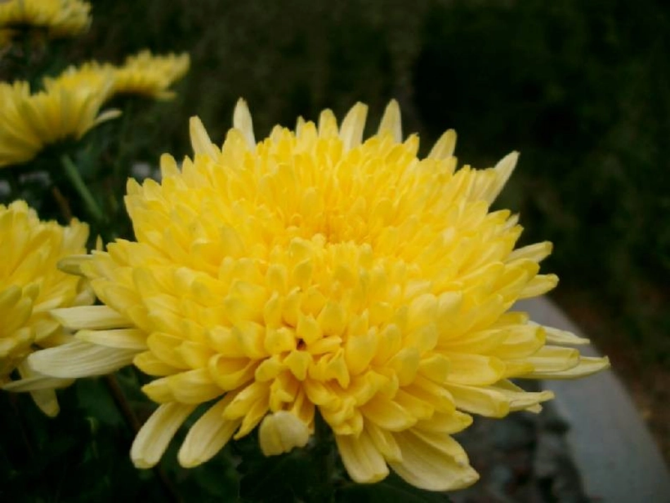 秋姑娘的信张梅霞_第2页