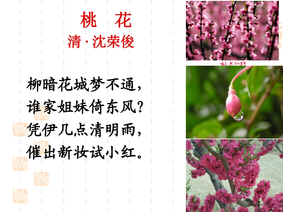 桃花(小学)_第2页