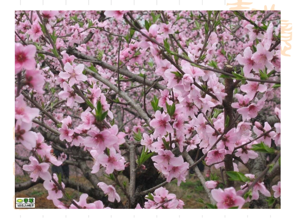 桃花(小学)_第3页