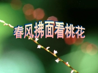 桃花(小学)
