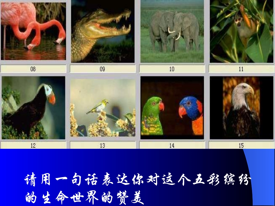 世界因生命而精彩_第3页