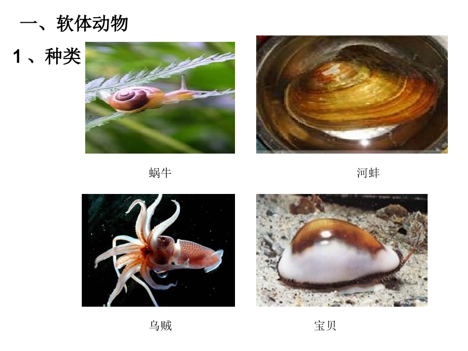 无脊椎动物(第二课时)软体动物和节肢动物----内江市东兴初级中学-孙仁乐_第2页