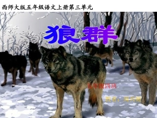 西师大版五年级上册语文第11课《狼群》课件PPT