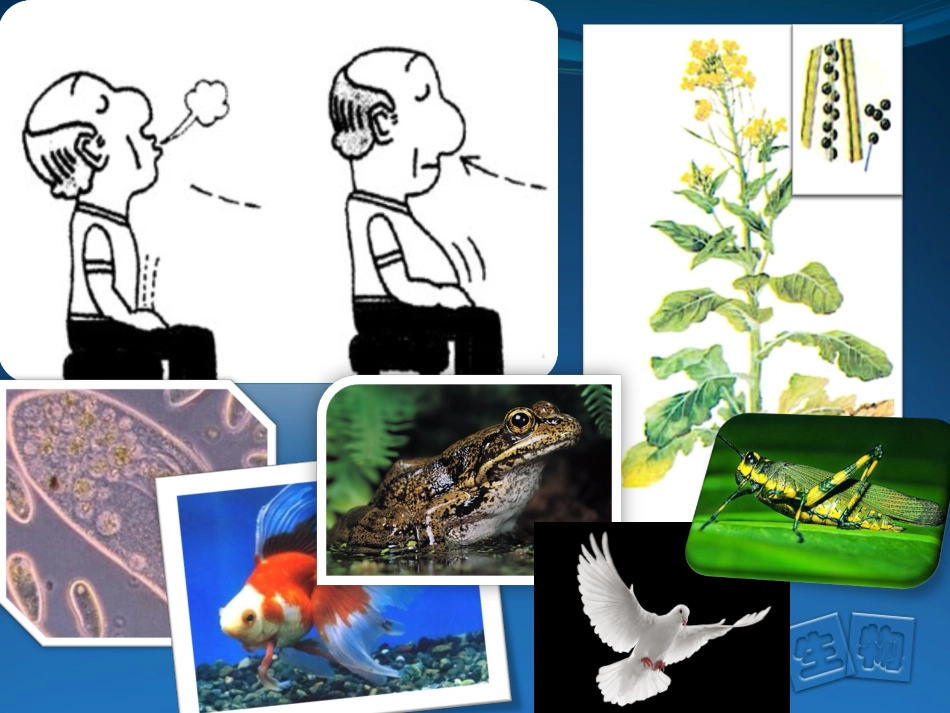 《呼吸与呼吸作用_第1页