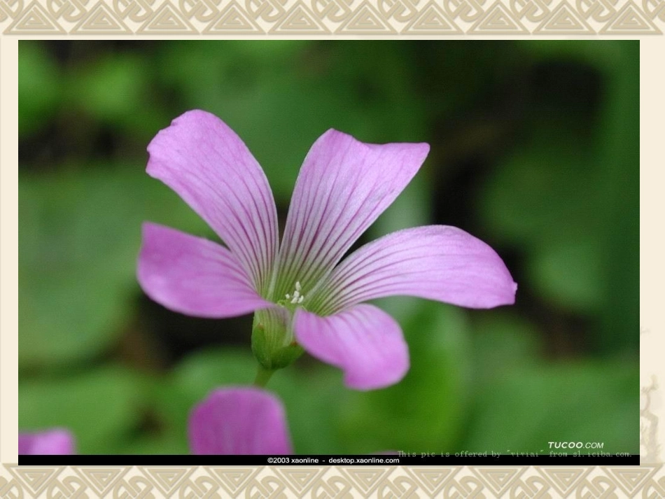 寻找幸运花瓣_第3页