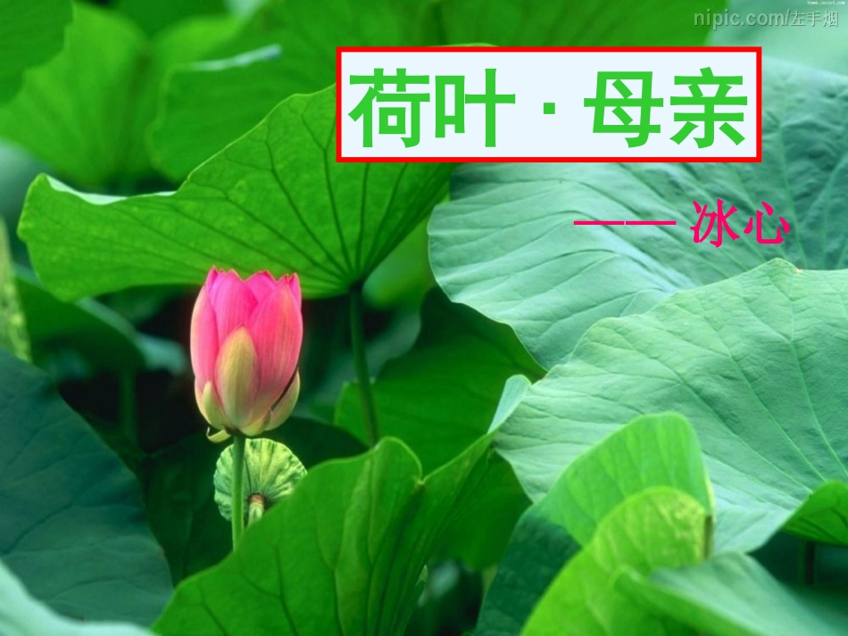 (部编)初中语文人教2011课标版七年级上册荷叶-母亲-(2)_第1页