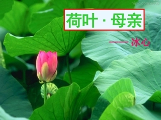 (部编)初中语文人教2011课标版七年级上册荷叶-母亲-(2)