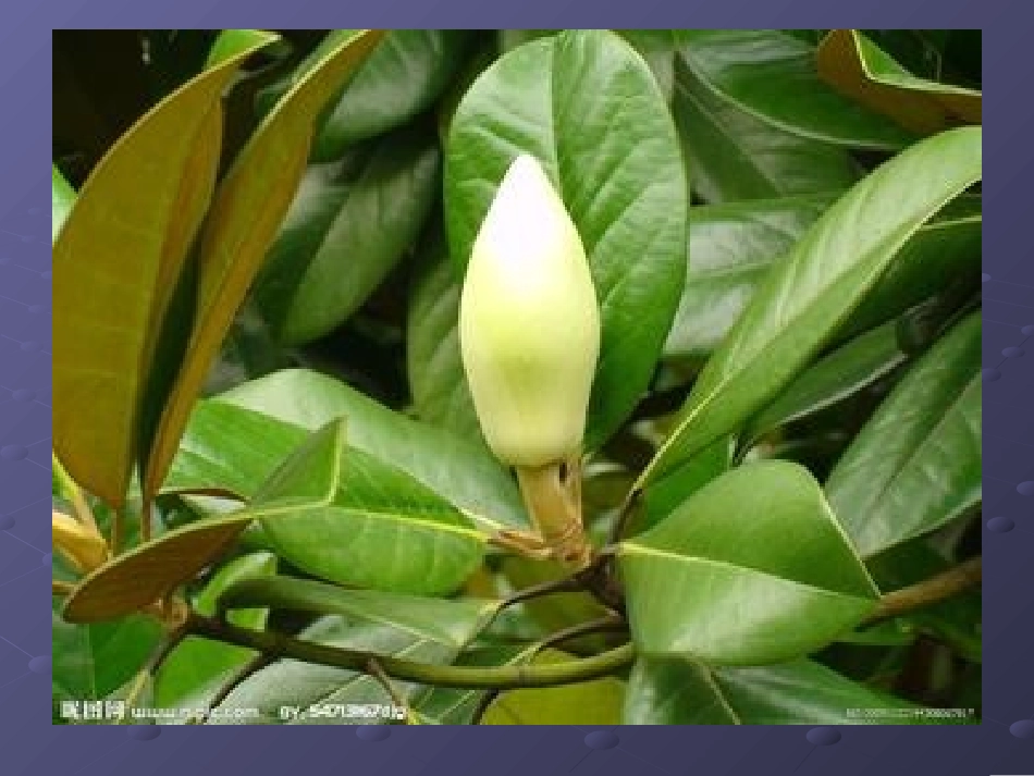 广玉兰PPT._第2页