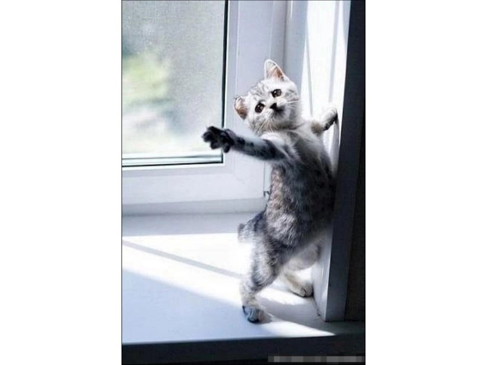 猫的世界里-可以看到多少快乐_第1页