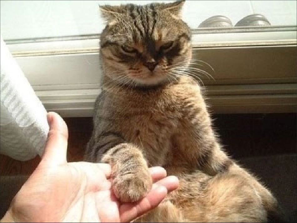 猫的世界里-可以看到多少快乐_第2页