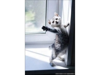 猫的世界里-可以看到多少快乐