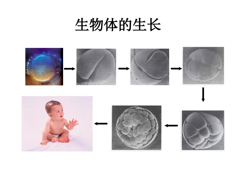 6.1细胞的增殖._第2页