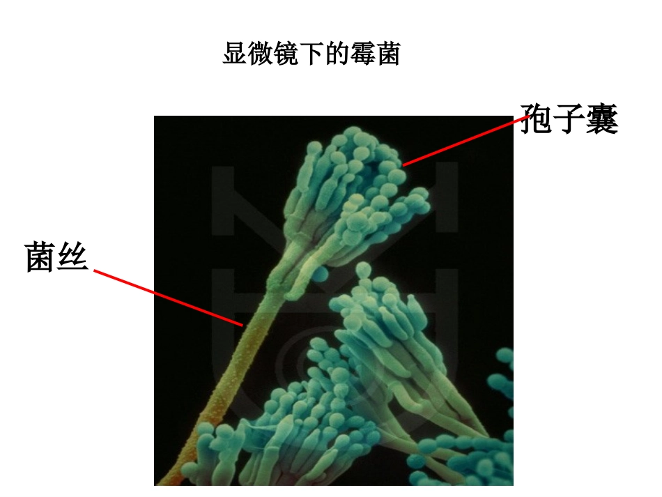 教科版小学科学四年级下册《面包发霉了》课件_第2页