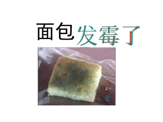 教科版小学科学四年级下册《面包发霉了》课件